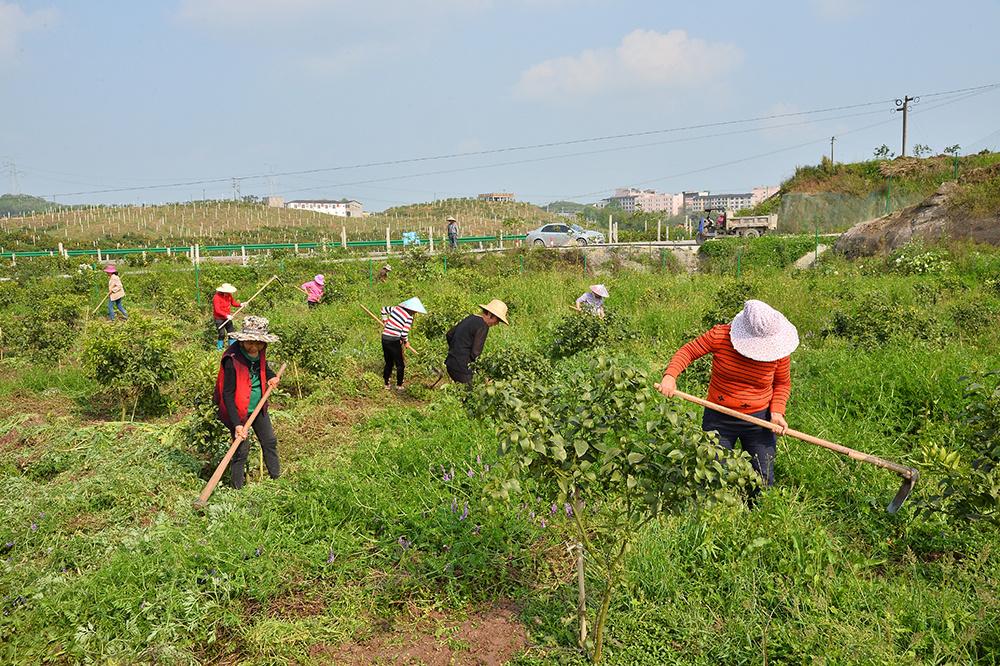 春滿園柑橘種植手藝_利比亞是若何興起的