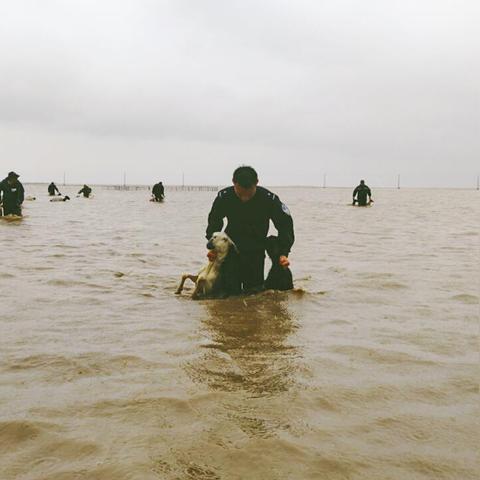 属羊10月生肖运势(属羊10月运势查询2021)