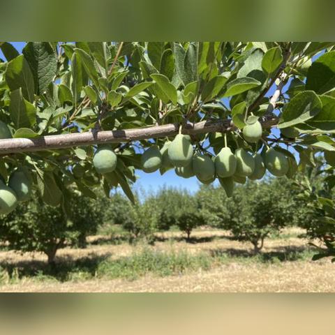 京东的跨境生鲜怎么样