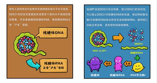 上海科学家揭示长非编码rna以“rna分子伴侣”机制参与细胞命运活动