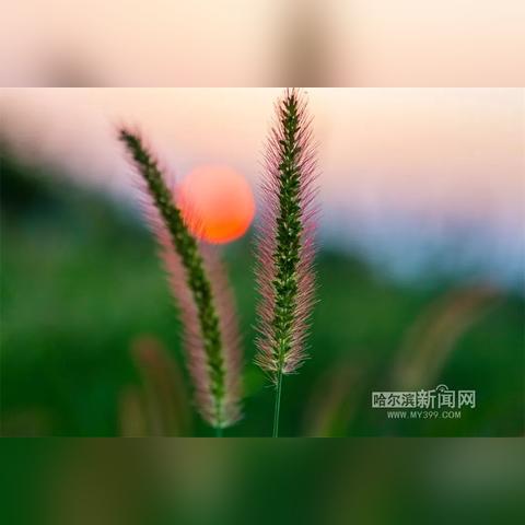 【哈尔滨未来15天天气预报】哈尔滨未来15天气情况查询