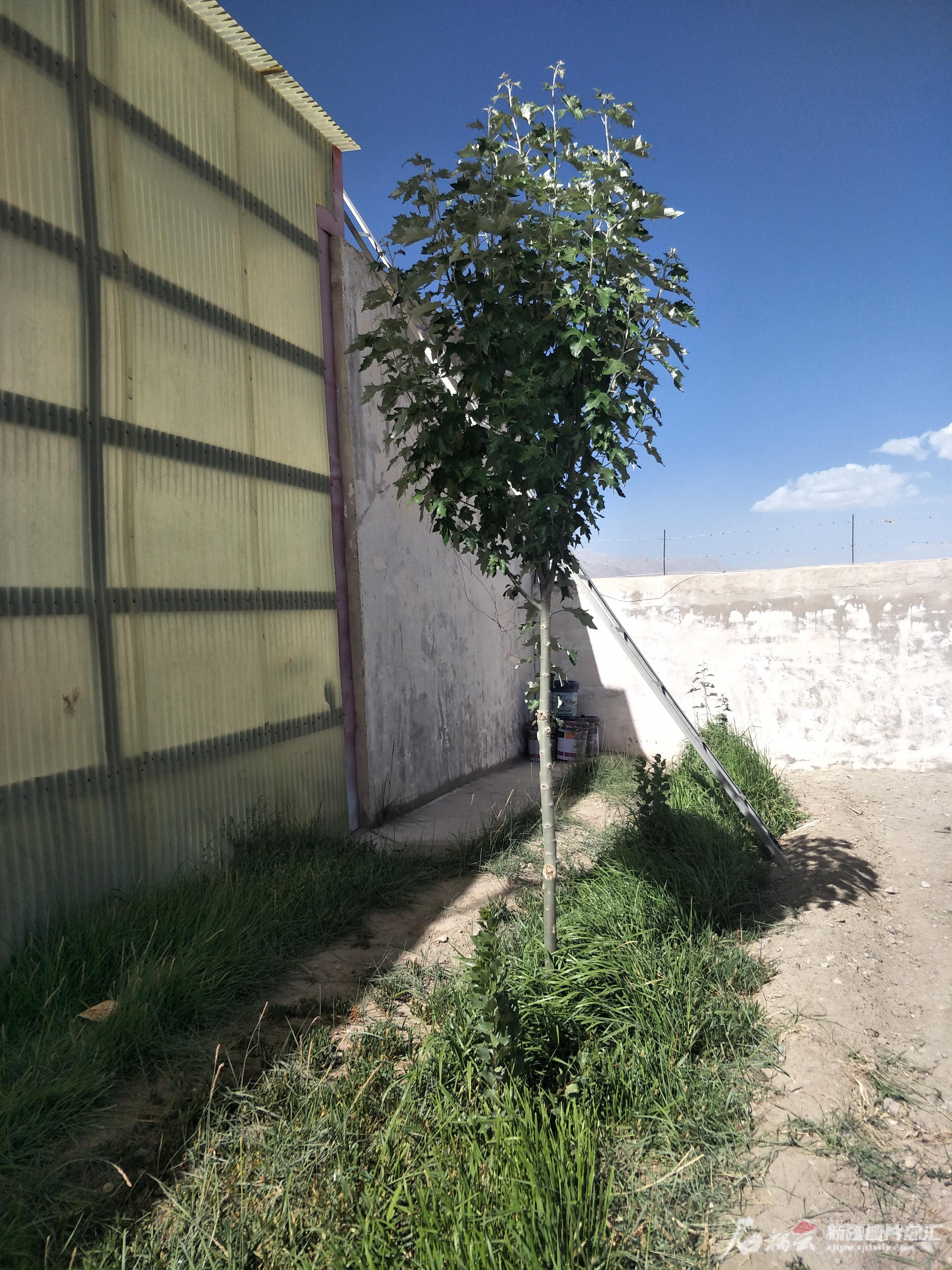 代站长是什么意思(军统平时工作穿军装还是中山装)