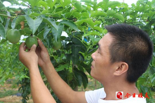 夫妻返乡种植百香果艰苦创业追逐“致富梦”