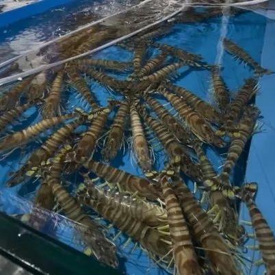 济南好吃的皮皮虾相关长尾关键词有哪些