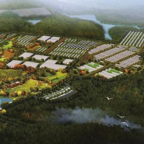 生肖羊人2025年运势(生肖羊2025年运势分析)