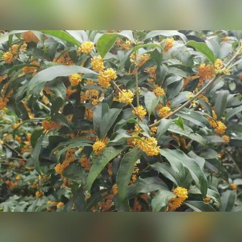 成都市哪里有卖桂花树的