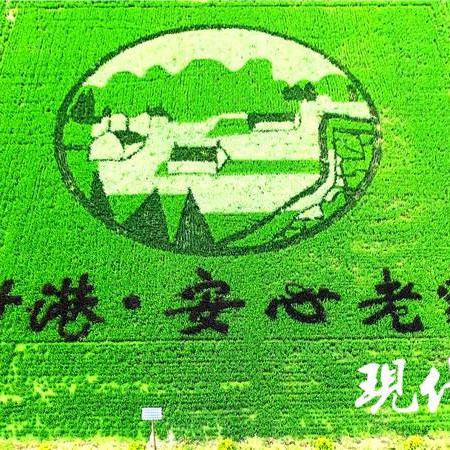 哈尔滨稻田画景区10月开吗？