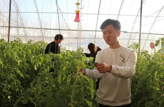 青春创业振兴乡村|郭佳明：让碱地柿子走出盘锦，走向全国