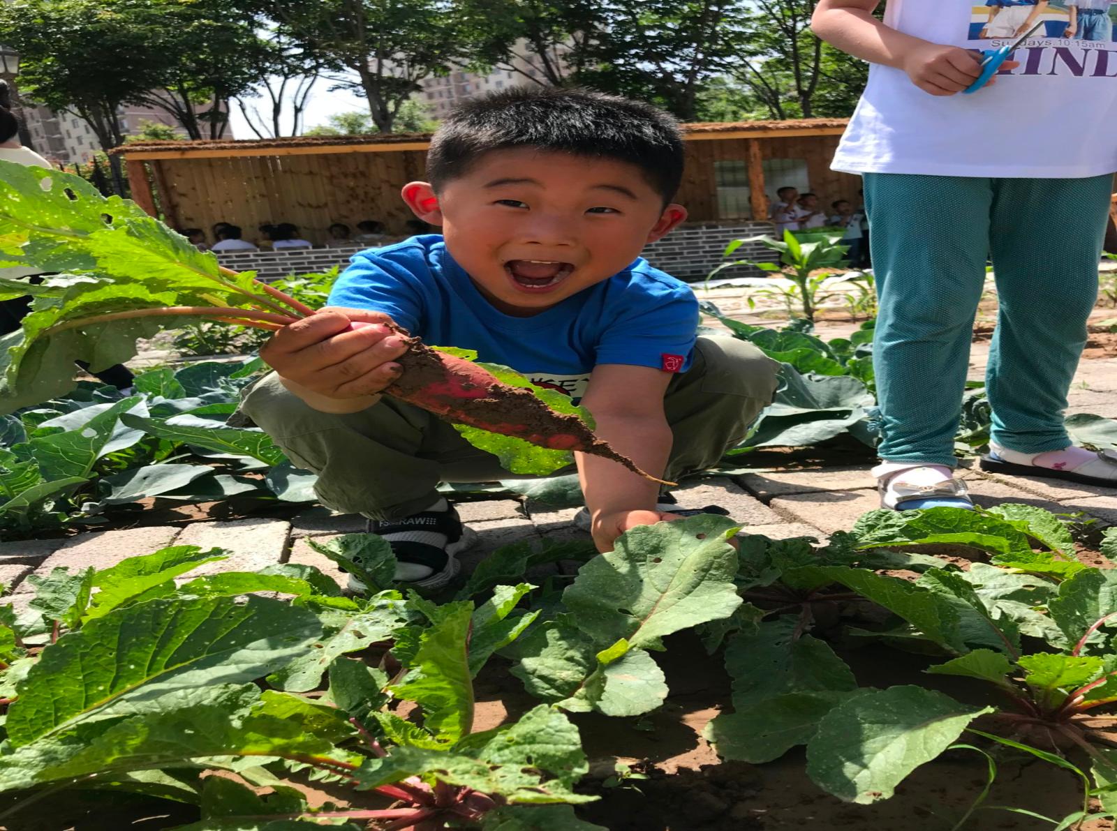狗尾草能做什么美食（红薯种植后怎样进行田间管理）