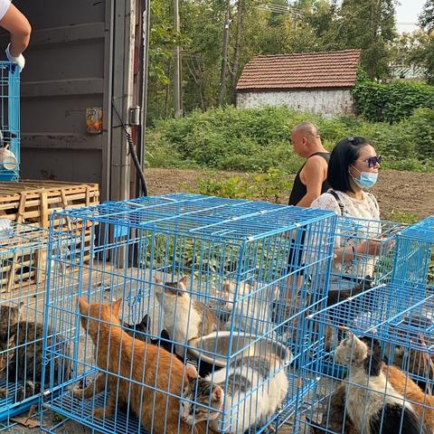 南通市哪里有领养猫