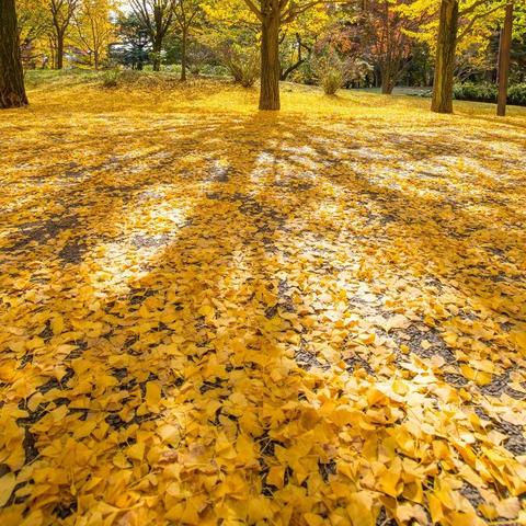 杭州地毯厂家的相关长尾关键词有哪些