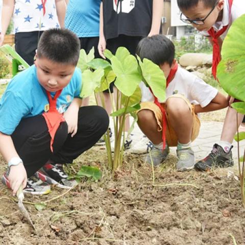 河南蔬菜农场的相关长尾关键词有哪些