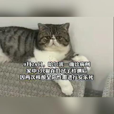哈尔滨市哪里有收猫的