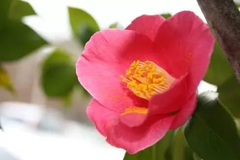 原神粉色花瓣任务怎么做（原神珊瑚宫瀑布雷立方解密）