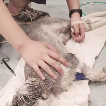 厦门市哪里买宠物靠谱