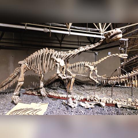 河南恐龙化石馆的相关长尾关键词有哪些