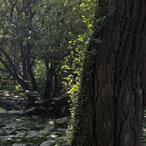 鹤壁县什么天气今天