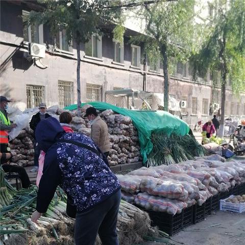哈尔滨市秋菜什么时候种植最好
