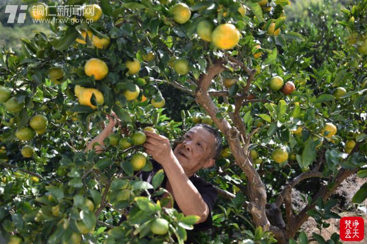 遵義柑橘種植手藝規(guī)程最新_農(nóng)村本身家種的橘子樹幾月份能夠吃