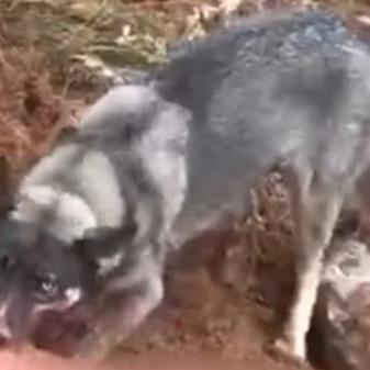 济南摇滚歌手野狼相关长尾关键词有哪些