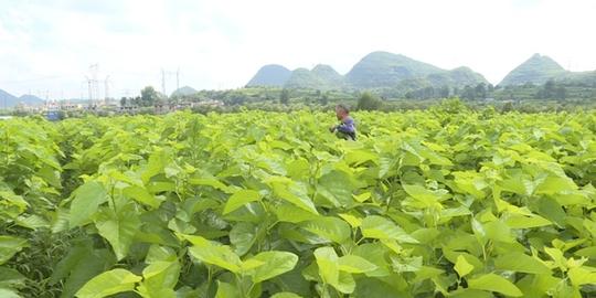 安顺普定：种桑养蚕拓宽百姓致富路