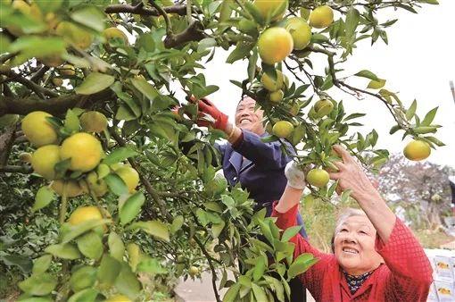 湖南柑橘種植辦理手藝_湖南農(nóng)業(yè)概略