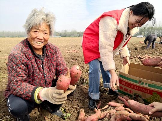 谯城区古城镇：订单红薯俏上市志愿帮扶润民心