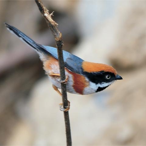 合肥新华学院设计相关长尾关键词有哪些