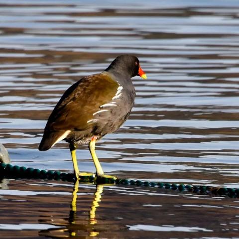 杭州西湖的介绍的相关长尾关键词有哪些