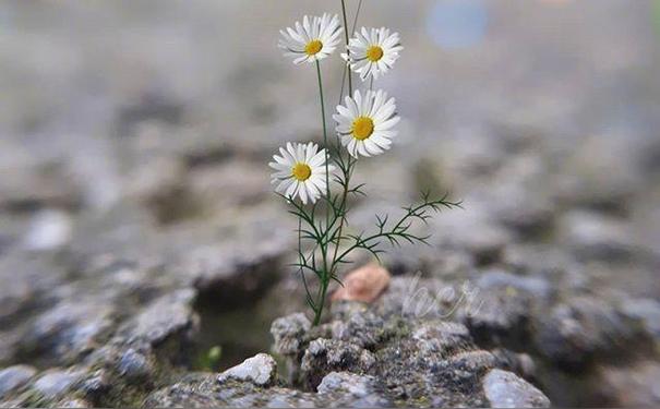 发朋友圈文案励志短句朋友圈文案励志文艺短句