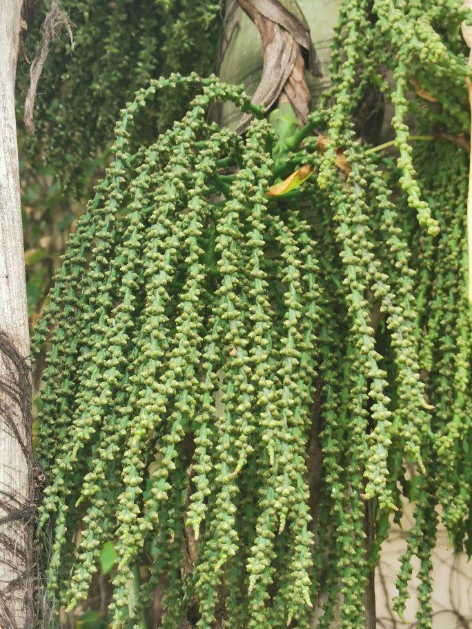 短穗鱼尾葵,屋顶花园适合种植什么植物呢?"