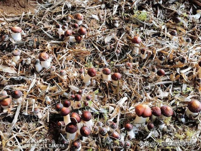 【山西大同新增本土确诊1例
 /山西大同新型冠状病毒最新消息2月8日】