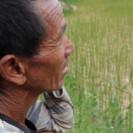 哈尔滨市果树多少钱