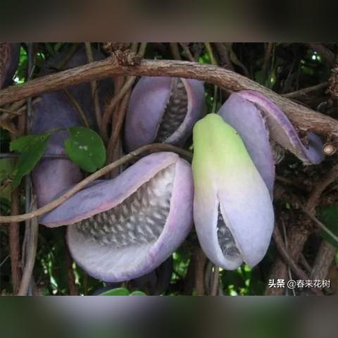 福建草莓市场怎么样