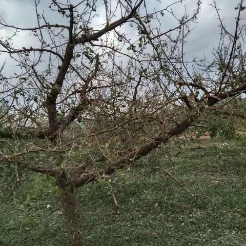 临沂市霜冻的长尾关键词有哪些