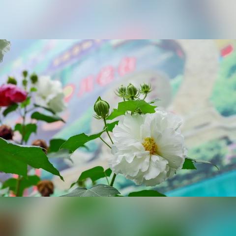 东莞市二手餐馆餐桌转让的长尾关键词有哪些
