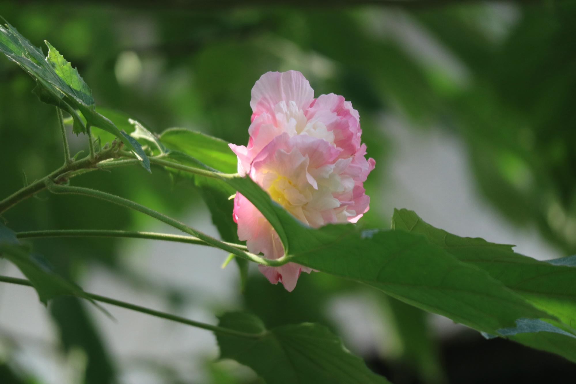 成都花木交易中心,成都西门哪儿有卖花的市场?"