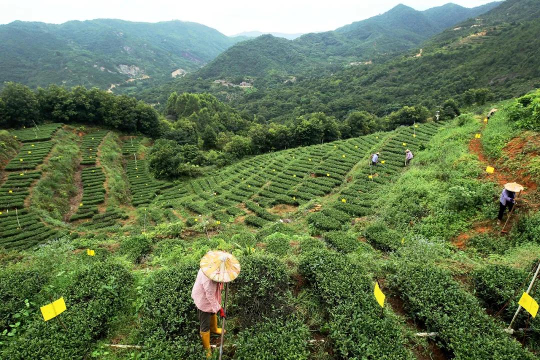 乡间美食简称什么（乡村的味道煎饼做法）
