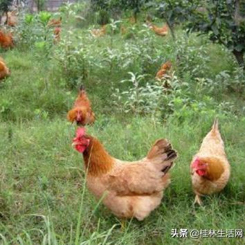 桂林市哪里买鸡好吃的地方