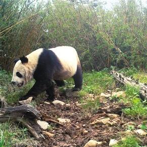 西安都哪里有大熊猫相关长尾关键词有哪些