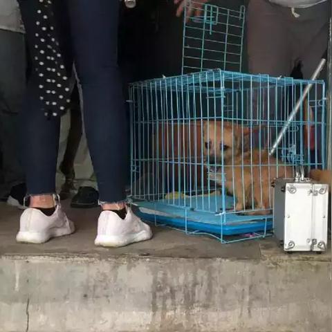 无锡市抓狗送去哪里了
