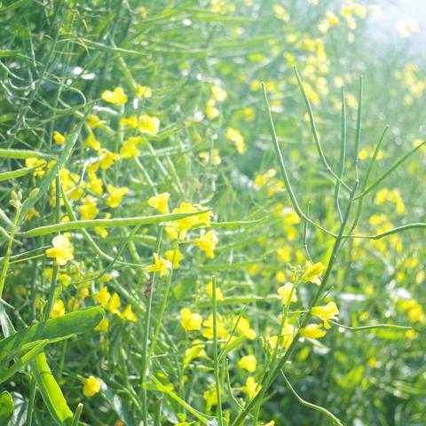 济南市区哪里可以种地