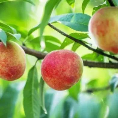 保定市收购桃子的长尾关键词有哪些