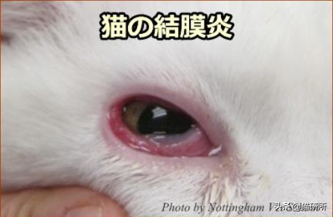 小儿结膜炎的原因是什么