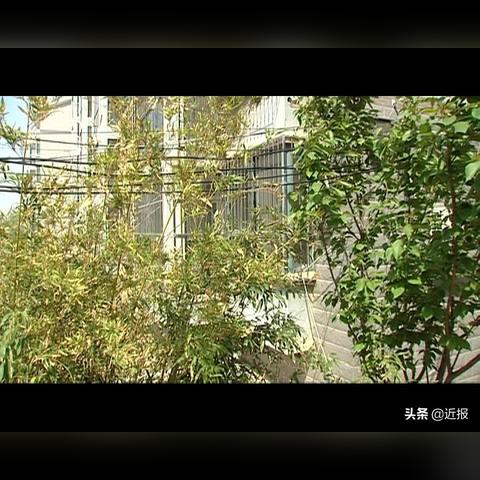 济南竹子相关长尾关键词有哪些