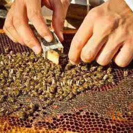 蜂巢电影在线观看免费的长尾关键词有哪些