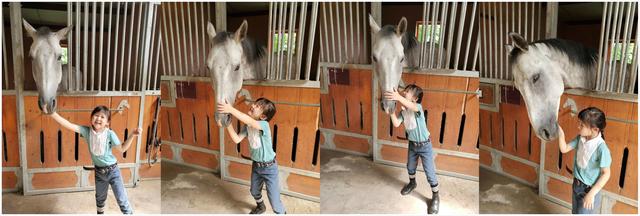 孩子学马术的最佳年龄