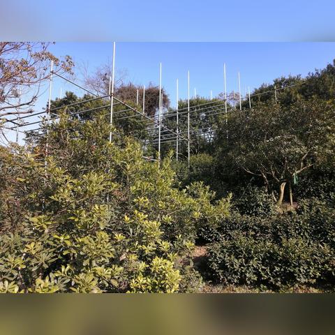 苏州市市树是什么花