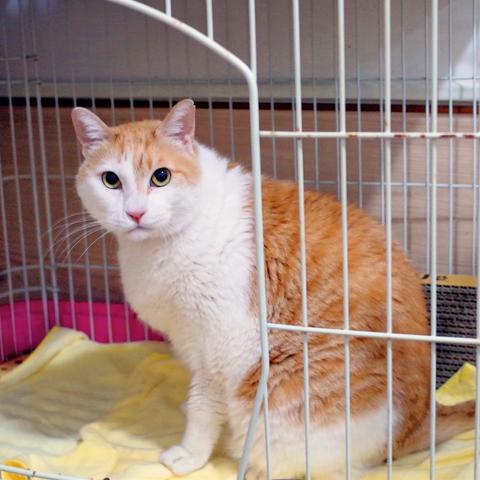 成都市江湖五猫咪怎么样