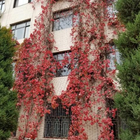 zwdzjs植物大战僵尸网页版（ZWDZJS植物大战僵尸网页版，一场绿色与褐色的较量）